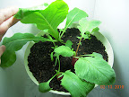 21 days greens CFL side - mustard leaf is overshadowing everything. Dropped camera and broke half the leaves off the smaller radish...