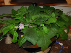 10/9 week eggplants, blooming like crazy. Some fruit set - not sure how many.