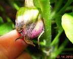 10 week eggplant first fruit just emerging from calyx.
