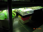 9 week cucino cuke with seedling shelf neighbors - could use another place for the cuke.