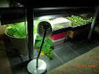 10 week cucino cuke and friends. Trained the vine down and gave it a 26W CFL daylight spotlight. Need seedling room...