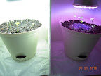 1 week LED vs CFL greens. Enough of each plant germinated to proceed.