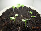 1 week CFL greens.