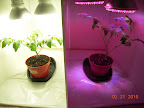 4 week LED vs CFL jet star tomatoes, now with two lamps apiece. Peppers withdrawn from experiment.