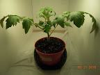 4 week CFL jet star tomatoes, now with two lamps