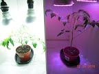 Almost-5 week CFL vs LED jet star tomato plants