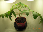 Almost-5 week CFL side tomato plant - note suckers growing, though never pruned.