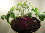 Removed only 1 branch from the bottom, added a little lime to potting mix, top pile of Dynamite flower/fruit nutes.