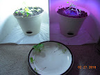 13 days greens, with thinnings (did for comparison with test 1 greens)