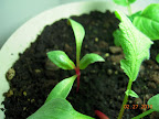 closeup of the swiss chard - which is too close to a radish starting to fatten its root