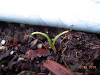 Spinach sprouted at last. Planted 3 weeks ago. No sign yet of chard or peas planted that day.