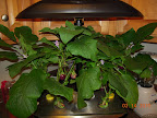 14/13 week eggplants. Severe pruning was good for it.