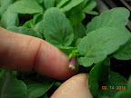 Aw. First bud on this season's pansies-from-seed (pandora's box pansy).