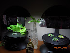 Minis du jour. Pepper moved to better light when it developed buds.