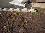 My crocuses started blooming yesterday!