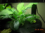 5 week gazania and brachychome, 3.5 week borage. Gazania developing some big buds, and very cool-shaped foiliage.