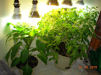 9 week carmen pepper and jet star tomato. Pepper needs a bigger pot...