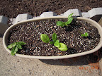Spinaches look sunburnt and not really bigger. And it's been *warm*! (up to 65F days)
