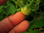 8 week jet star - biggest fruit! Has at least 2 set and growing. :) And more blooms & buds working.