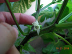8 week carmen pepper, first bloom open.