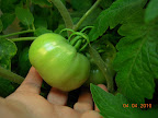 10 week jet star - two biggest fruit about 2.5 inches across