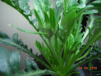 6 week gazania has 3 buds.