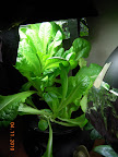 7/5.5 week lettuces