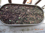 mostly radishes - have toy choi planted in a bunch of railing planters too