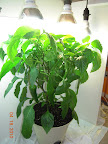 12 week carmen pepper - lots of flowers now