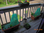 5 week brandy boy and tomande tomatoes planted out.