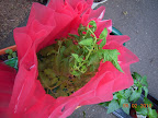 7 week early girl tomato emerging from cloche. It'll unravel once it escapes the teepee.