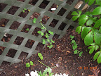 Pole beans germinating, 2 pod peas slowly getting somewhere.