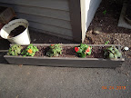 impatiens