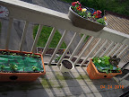lettuce, spinach, misc brassicas, pansies, new bean pot (planted lots of beans that day)