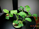 toy choi closeup - age 2 weeks from seed