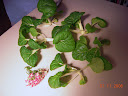 4 weeks - harvest toy choi (whole) & phlox for vase