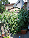 week 11: losing lots of tomatoes to lesions, on supertasty too, and plants stopped growing...