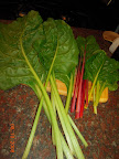 lime-grown vs windowbox-grown swiss chard
