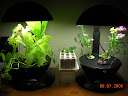 growing replacement coleus and snapdragons still...