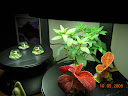 coleus and snapdragons, age ~6 weeks