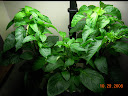 whole plants, slight yellowing