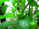 11.5 weeks: ~8 new fruit on mini red bell