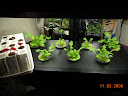 1.5 weeks, mixed lettuces & a houseplant project (pro100)