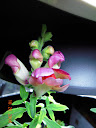first snapdragon bloom closeup