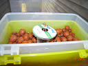 Asia red amaranth all alone now in incubator - slower grower