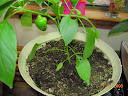 13 weeks: yellow peppers turning... black?!?