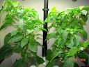 12.5 weeks: 2 remaining plants need trellising now - no middle to lean on. Left pruned.