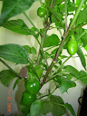 12.5 weeks: semi-productive mini red stuffing pepper, ~7 fruit.