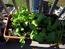 mustard / spinach / beet / lettuce growbox