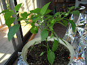 12.5 weeks, potted yellow mini stuffing pepper